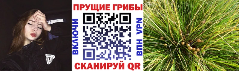 Галлюциногенные грибы GOLDEN TEACHER закладки Белая Холуница